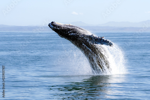 humpback whale breaching