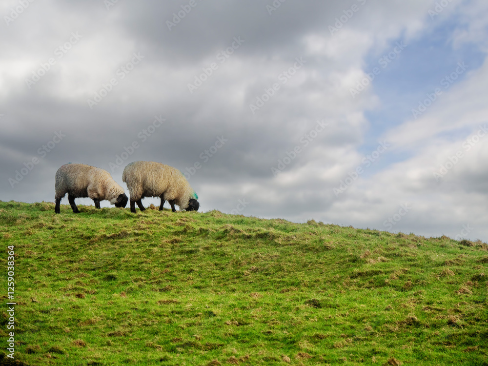 Wool sheep grazing on a hillside. The sky is cloudy and the grass is green. The sheep are eating grass and looking up at the sky. Agriculture and farming industry. Wool sheep grazing on a hillside. The sky is cloudy and the grass is green. The sheep are eating grass and looking up at the sky. Agriculture and farming industry.