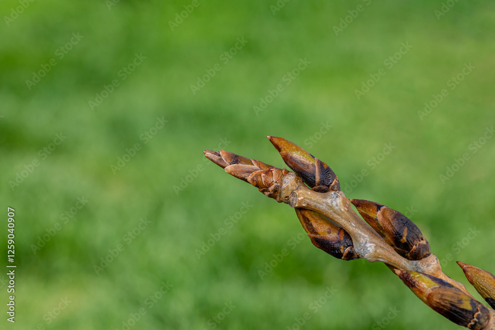 New buds growing on cottonwood tree. Natural remedy, medicinal plants, and spring season concept.