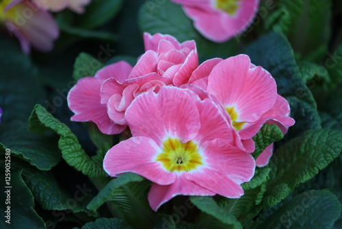 Sweden. Primula vulgaris, the common primrose, is a species of flowering plant in the family Primulaceae, native to Eurasia.  photo