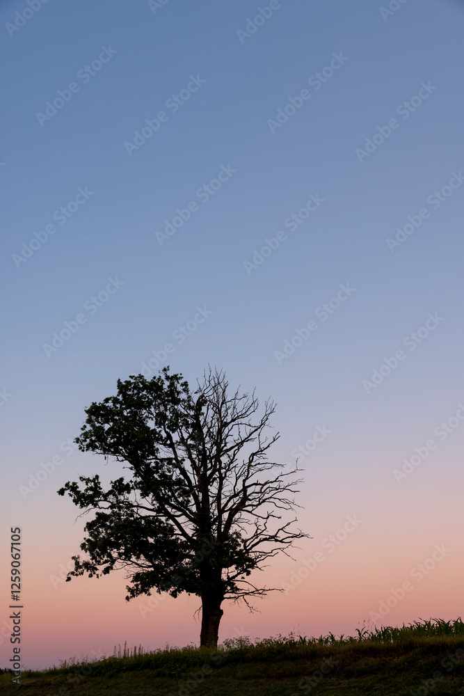 Obraz premium a half withered tree grows on a hill near sunset