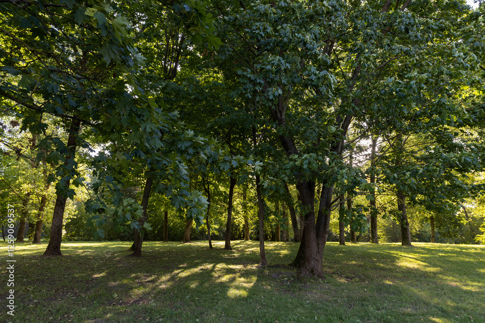 a park with lots of maple trees with green foliage in late summer a park with lots of maple trees with green foliage in late summer