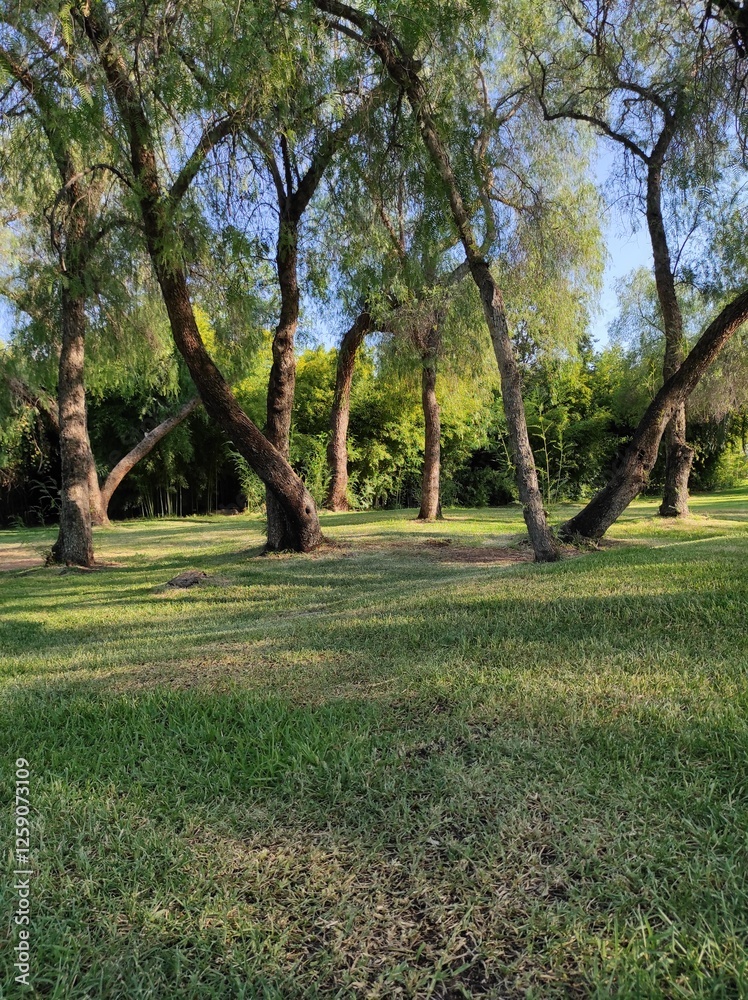 trees in the park trees in the park