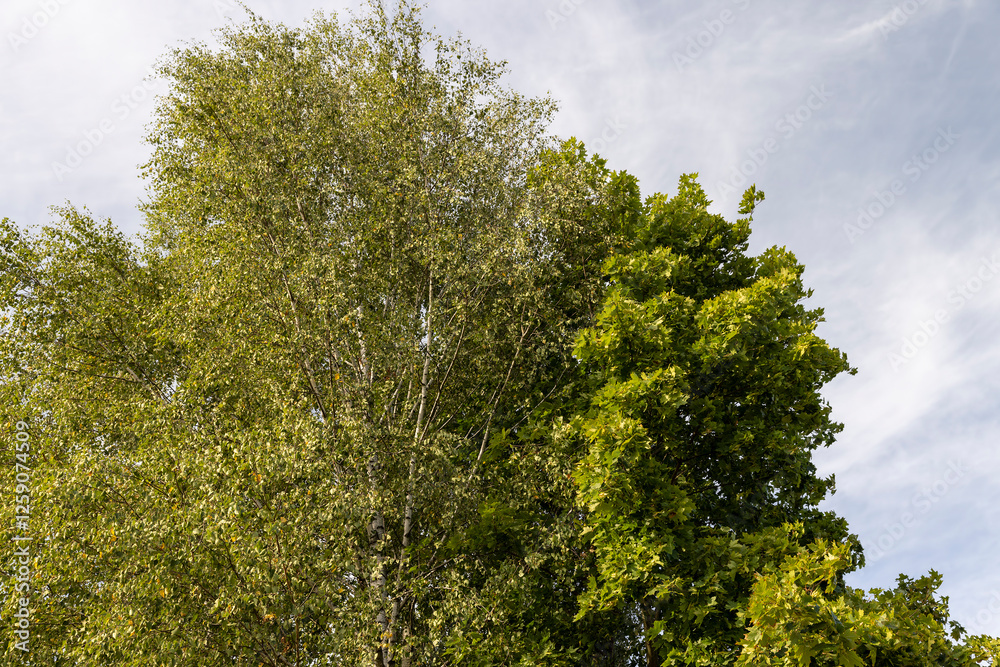 Fototapeta premium tall birches in sunny weather in early autumn