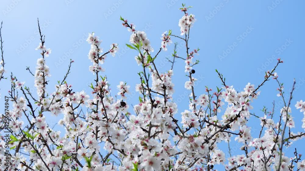 almond blossom Bees pollinating almond blossoms on a warm spring day. slow motion video. 4k at 50fps. Spain. Japan. Asia