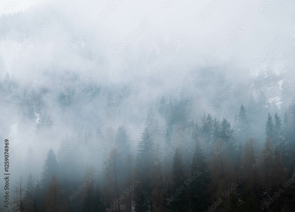 mist in the forest mist in the forest