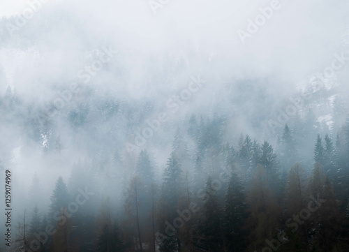 mist in the forest