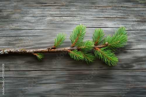 Spruce branch on a wooden background