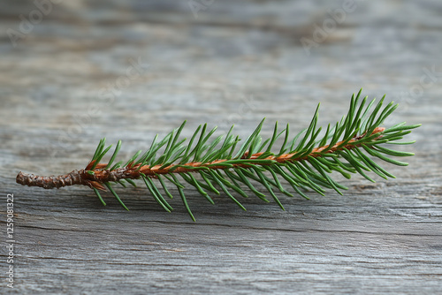 Spruce branch on a wooden background
