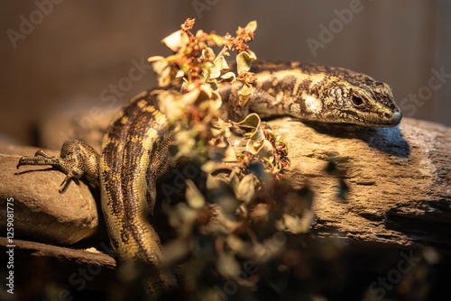 Close up of a rare New Zealand Otago Skink