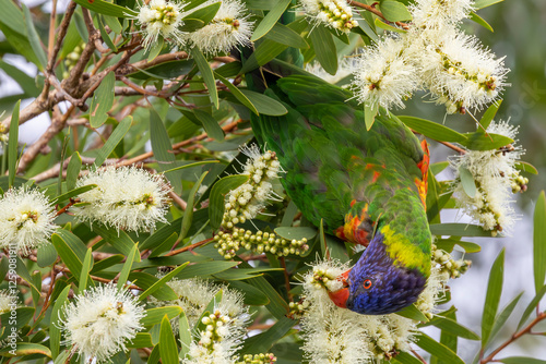 Australian Rainbow Lorikeet feed on Melaleuca flowers