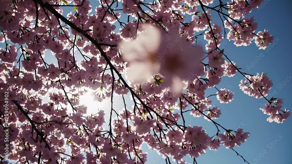 Cherry blossom petals gently swaying in the sunlight against a clear blue sky Cherry blossom petals gently swaying in the sunlight against a clear blue sky