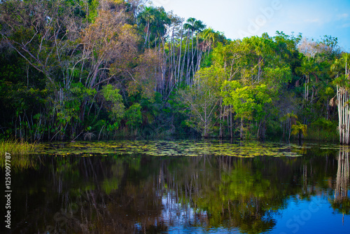 Panoramic view of Amazon forest trees along riverbank with reflections.