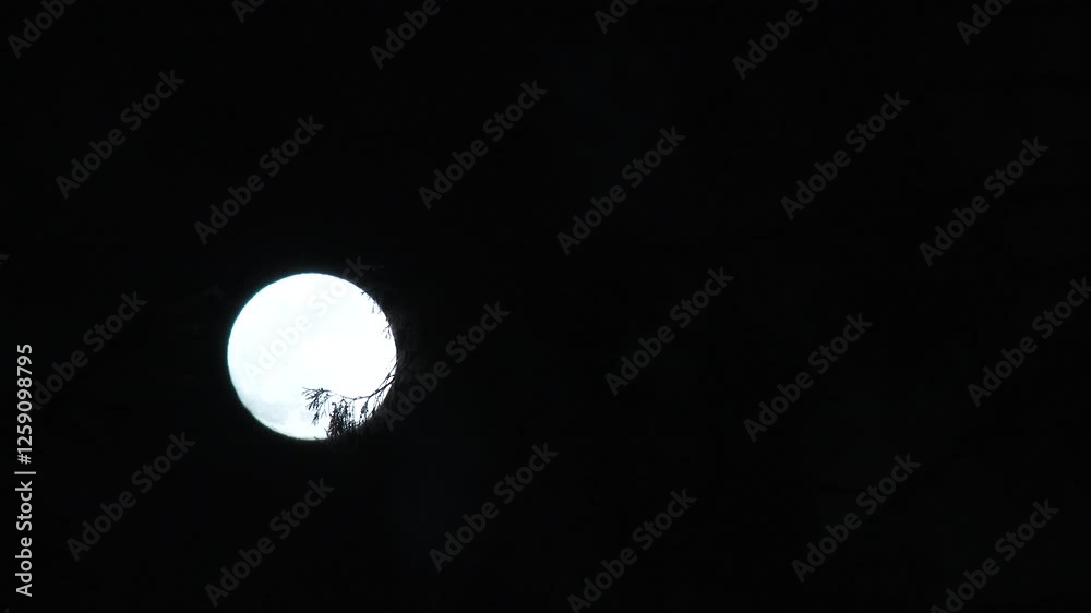 Close up on full moon shining bright on night sky with clouds passing and foreground tree, time lapse.