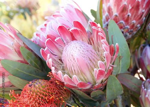 pink sugar bush protea flower, in a bouquet. Proteas are currently cultivated in over 20 countries. The Protea flower is said to represent change and hope.