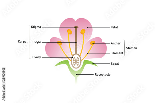 Parts of a Flower, Protectors and Reproductive Organs of a Plant Science Design. Vector Illustration.