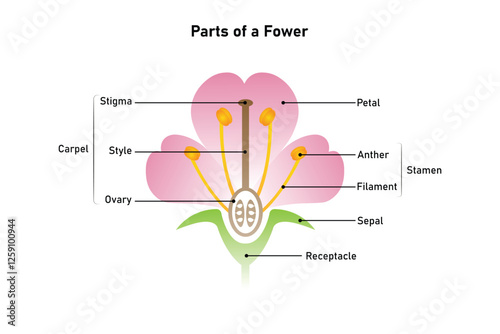Parts of a Flower, Protectors and Reproductive Organs of a Plant Science Design. Vector Illustration.