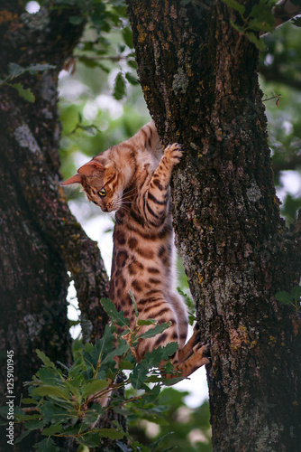 Bengal Cat in Tree Canopy