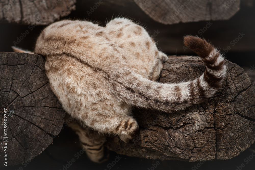 Obraz premium Male Snow Bengal Cat playing on ancient Wood