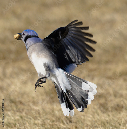 Blue Jay in Flight