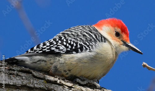 Red Bellied Wood Pecker