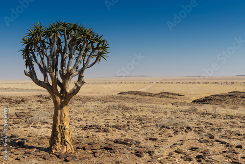 Fototapeta Naklejka Na Ścianę i Meble -  tree in the desert