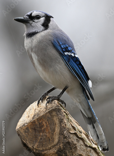 Blue Jay