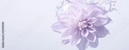 Close-up of a flower in a splash of water. Texture of petals under water. Background for cosmetic moisturizers with flower extracts