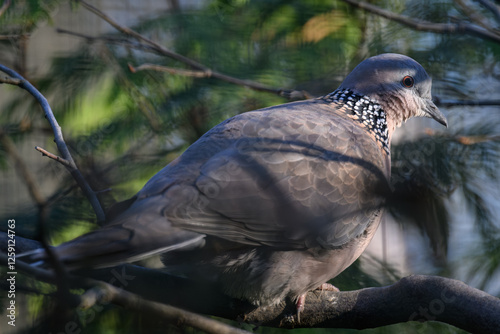 Chinese dove in an outdoor aviary.
 photo