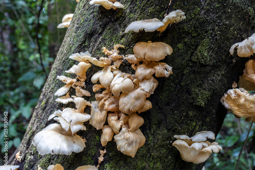 fresh mushroom herb and vegetarian in fresh rainforest in Brazil