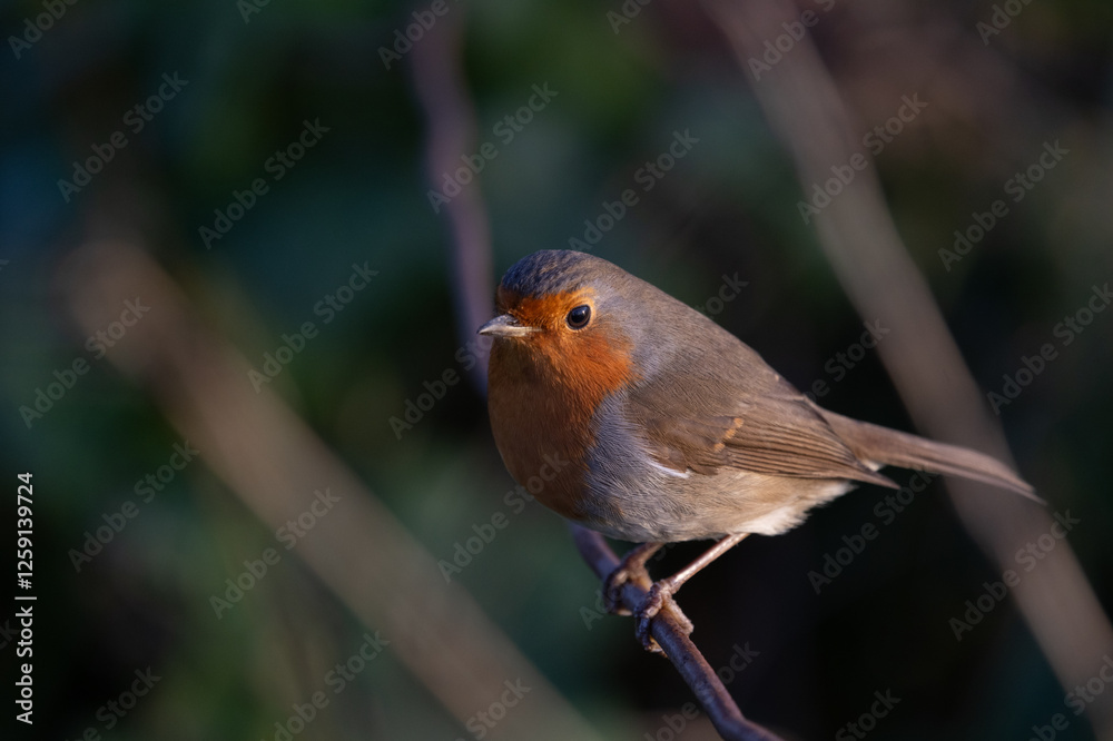 Fototapeta premium Robin Redbreast perched on a branch 
