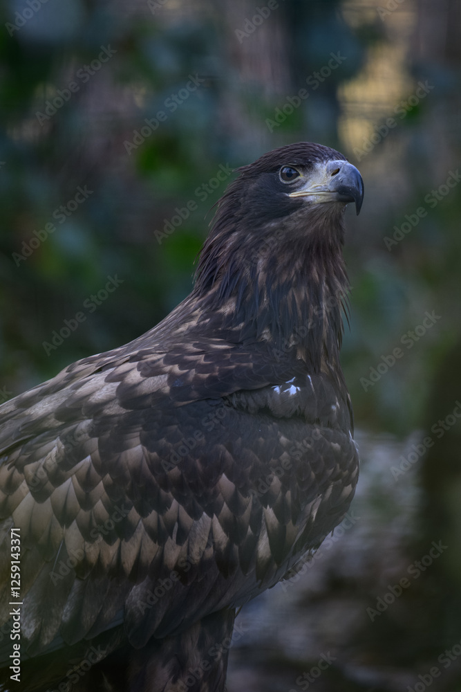 Fototapeta premium A golden eagle kept in an outdoor aviary. 