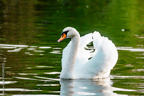 Fototapeta Naklejka Na Ścianę i Meble -  cygne sur l'eau