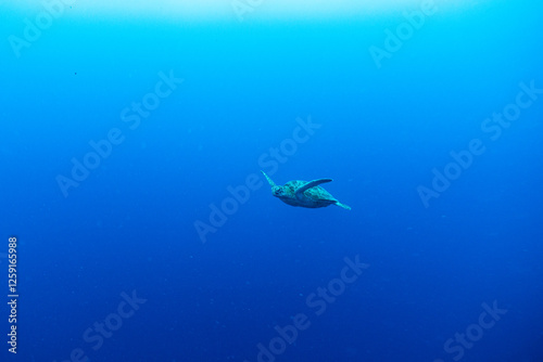 海亀と熱帯魚