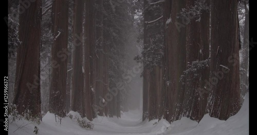 長野県長野市　戸隠神社奥社の雪が降る景色