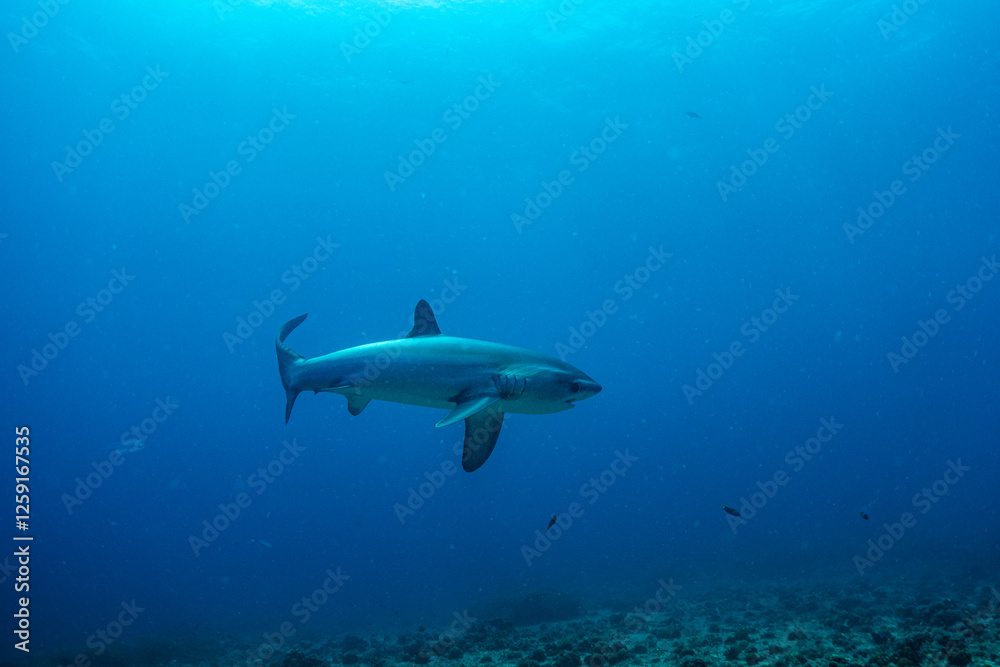 Fototapeta premium threshershark(ニタリザメ)