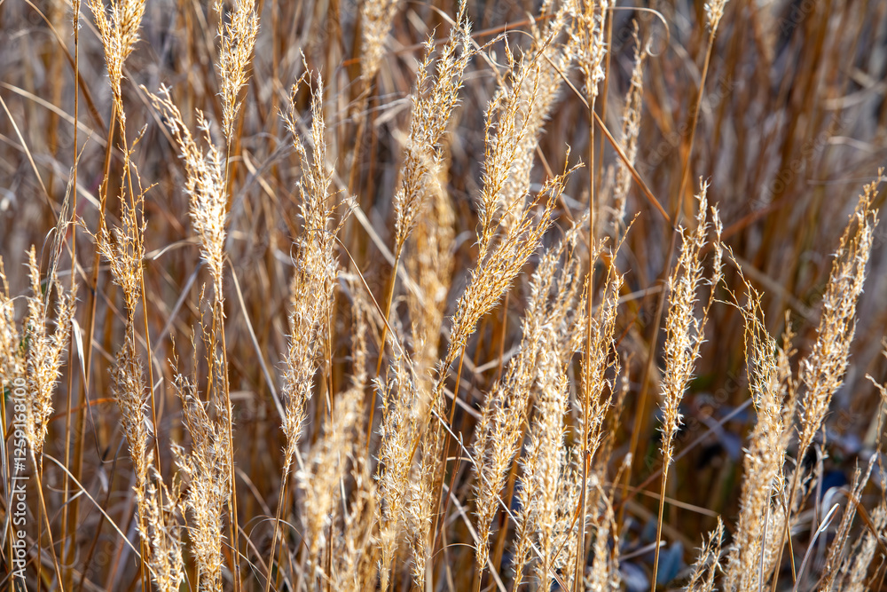 Fototapeta premium This image shows a close-up of golden wheat under warm sunlight, highlighting the natural texture and beauty of the crop.