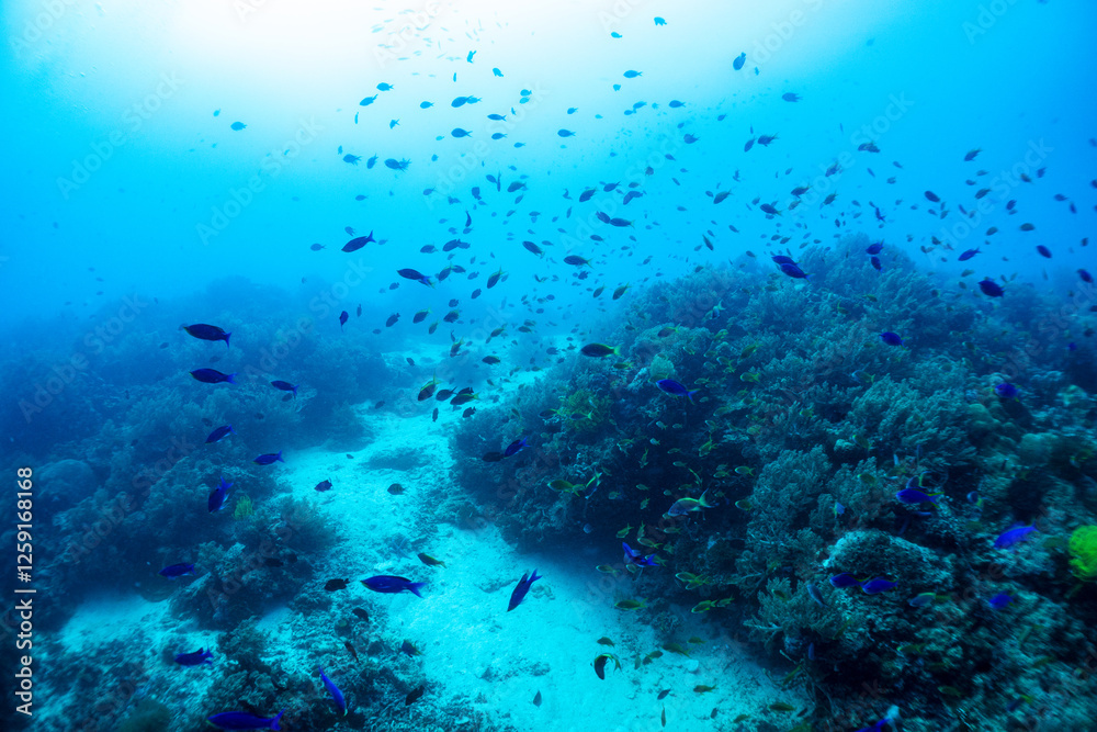 Fototapeta premium 熱帯魚の舞