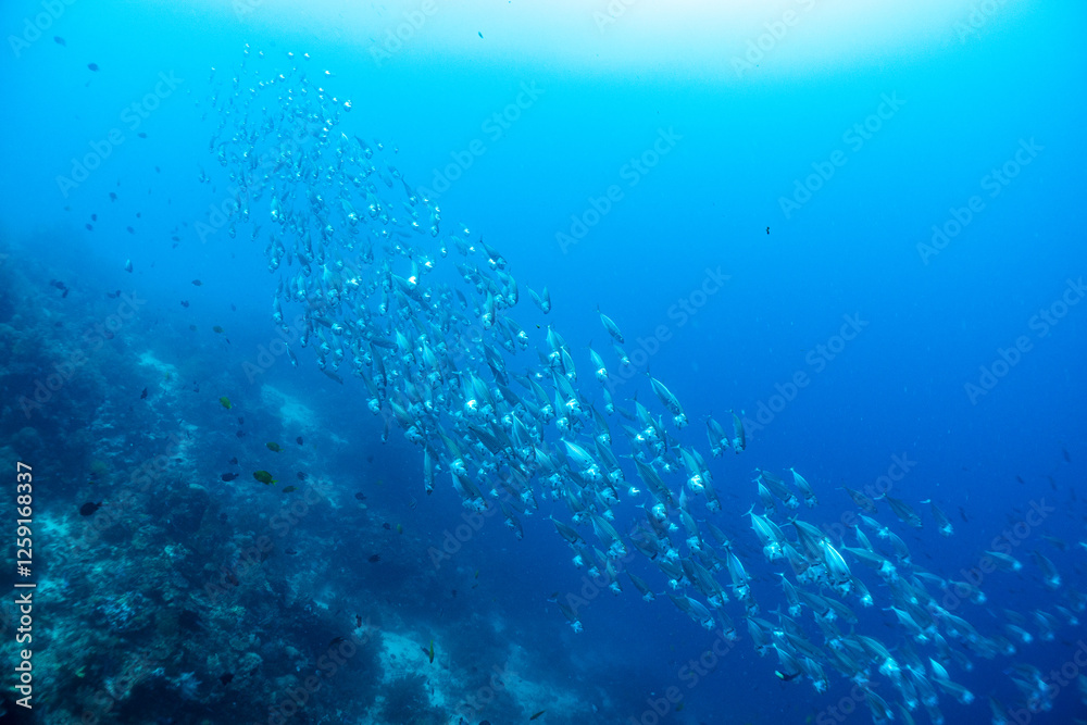 Fototapeta premium 熱帯魚の舞