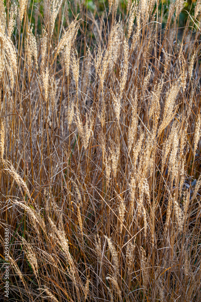 This image shows a close-up of golden wheat under warm sunlight, highlighting the natural texture and beauty of the crop.