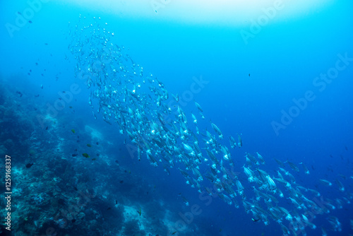熱帯魚の舞