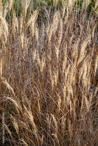 Obraz na płótnie This image shows a close-up of golden wheat under warm sunlight, highlighting the natural texture and beauty of the crop. w salonie