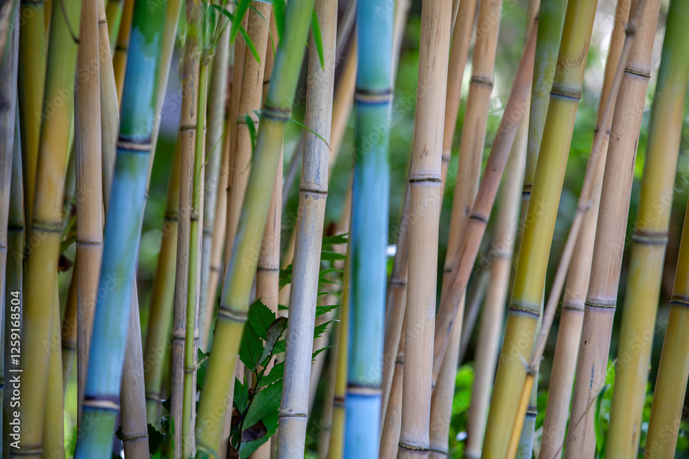 The image shows a close-up of bamboo stalks with varying shades of green and blue, creating a natural and tranquil botanical background.