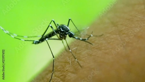 Macro shot of a mosquito perched on human skin, showcasing its intricate features against a green background.
