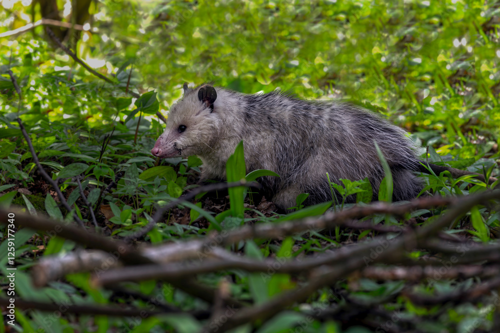 The Virginia opossum (Didelphis virginiana) The Virginia opossum (Didelphis virginiana)