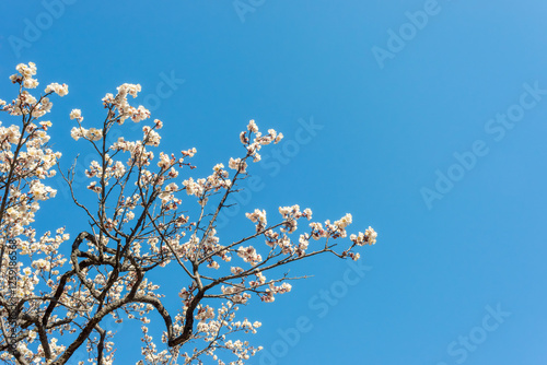 早春に咲いた梅の花と木、日本庭園の梅林