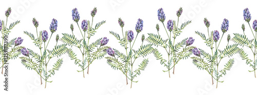 Bild auf Leinwand Watercolor seamless rim with blue purple wildflower astragalus on white background
