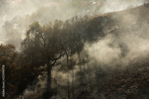 Smoke passes over a scorched landscape and a tree lays dead in the aftermath of a wildfire in the foothills of California, USA. photo