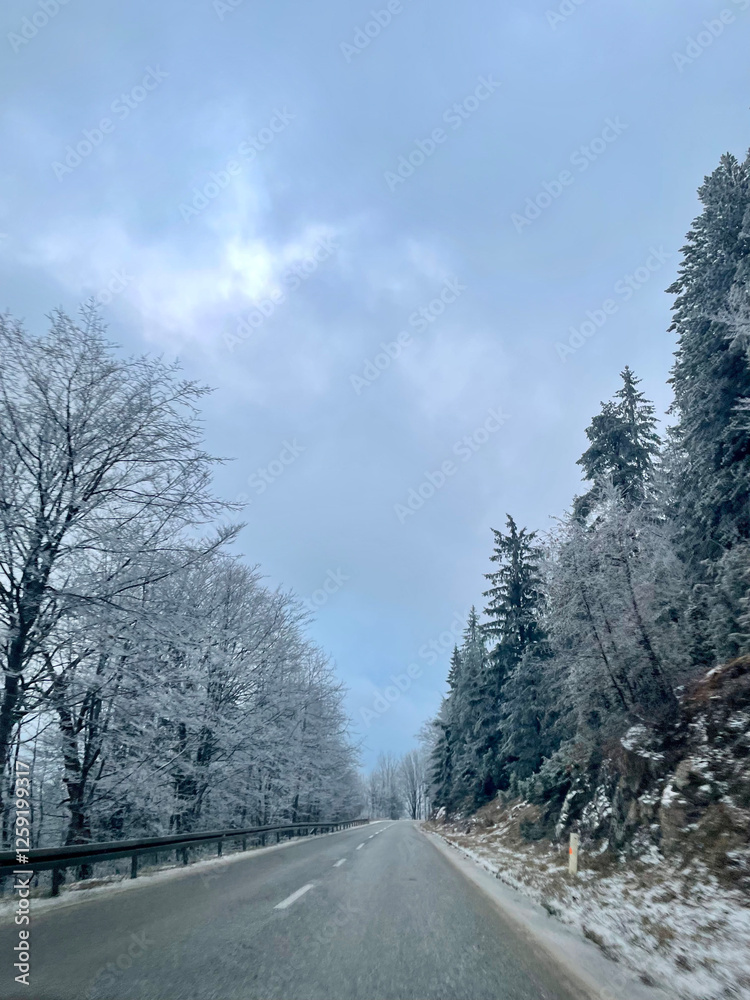 Fototapeta premium Frosty Road Surrounded by Winter Trees