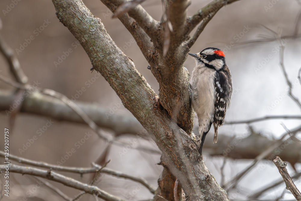 Downy woodpecker perched in a tree. Downy woodpecker perched in a tree.